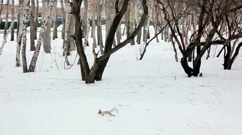 Squirrel running through the winter meadow. In the background trees Stock Footage 56369486