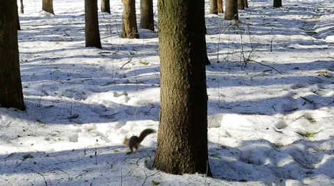 Squirrel running through the woods Stock Footage 47288244