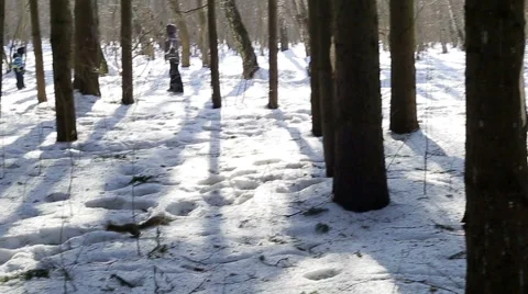 Squirrel running through the woods Stock Footage 47288835