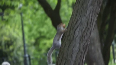 Squirrel running up a tree Video stock 76354151