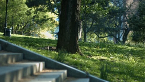 Squirrel Running up tree fort greene park brooklyn nyc Video stock 113531774
