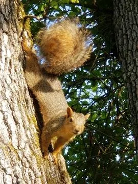 A squirrel running on a tree trunk Stock Photos