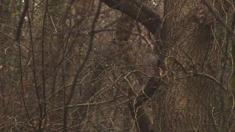 Squirrel running vertically down a tree trunk in woodland Stock Footage 251040933