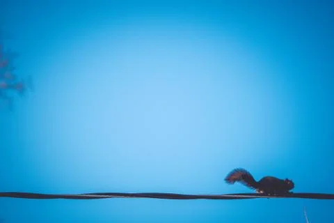 A squirrel running on wires Stock Photos