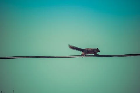 A squirrel running on wires Stock Photos