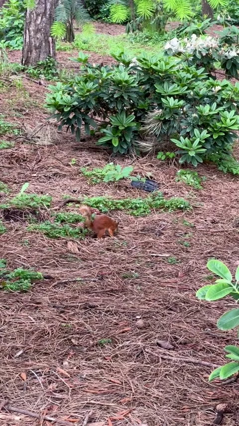 Squirrel running in the woods Stock Footage 312433275