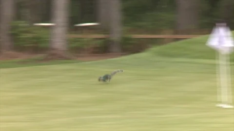 Squirrel runs across a golf practice green Stock Footage 80509437