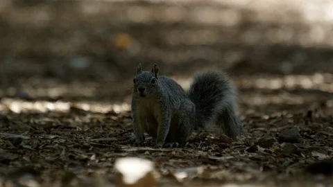 Squirrel runs across ground Stock Footage 114848494