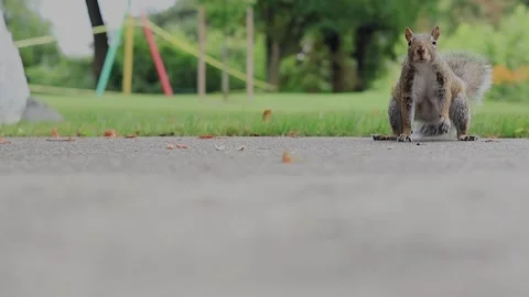 Squirrel runs across paved ground near grass Stock Footage 345636352