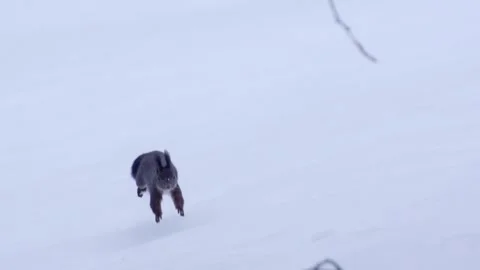 Squirrel runs across snow Stock Footage 300368449