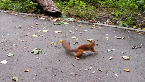 A squirrel runs after a hazelnut in a summer park. Pedestrian zone in the forest Vidéo 205527343