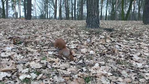 A squirrel runs after a nut thrown from the side. Stock Footage 259159864