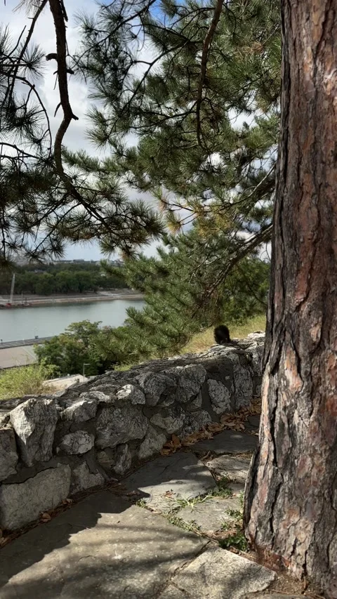 Squirrel runs along a stone wall Stock Footage 346183962