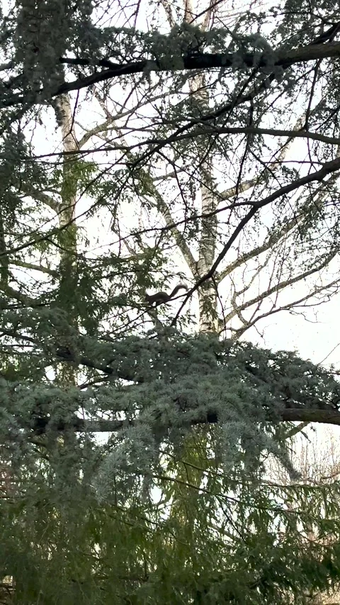 A squirrel runs along a tree branch and eats seeds Stock Footage 271251959