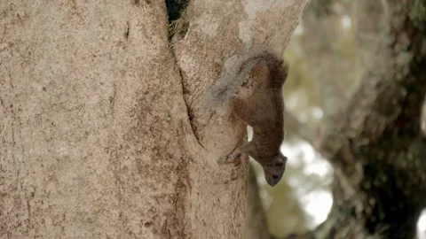 The squirrel runs along the tree trunk, goes down and takes food from the feeder Stock Footage 303302203
