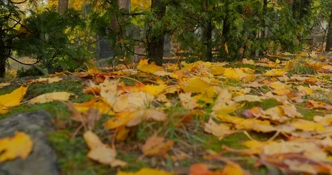 The squirrel runs and hides nuts - 1 Stock Footage 118706704