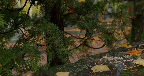 The squirrel runs and hides nuts - 2 Stock Footage 118706769