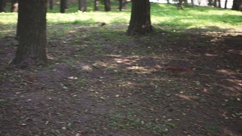 A squirrel that runs around threes. Stock Footage 107670808