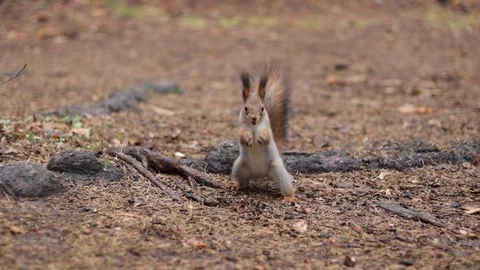 Squirrel runs in the autumn forest. Stock Footage 97782403