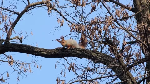 A squirrel runs away from a crow. A crow is trying to catch a squirrel. Stock Footage 302835895