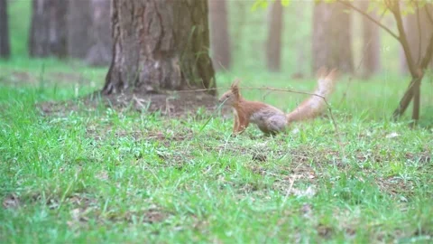 Squirrel runs away in Summer Forest Stock Footage 108738166