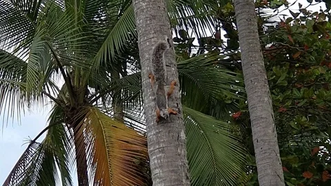 Squirrel runs on a coconut tree by the sea Stock Footage 120358938