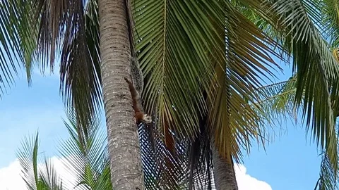 Squirrel runs on a coconut tree by the sea Stock Footage 120359789