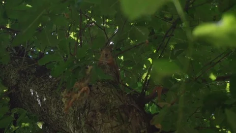 Squirrel runs in a dense forest Stock Footage 92779709
