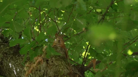 Squirrel runs in a dense forest Stock Footage 92779787