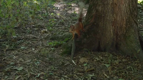 Squirrel runs in a dense forest Stock Footage 92782116