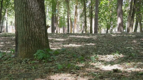Squirrel runs in a dense forest Stock Footage 92782118
