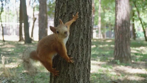 Squirrel runs in a dense forest Stock Footage 92782161