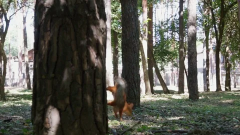 Squirrel runs in a dense forest Stock Footage 92782163