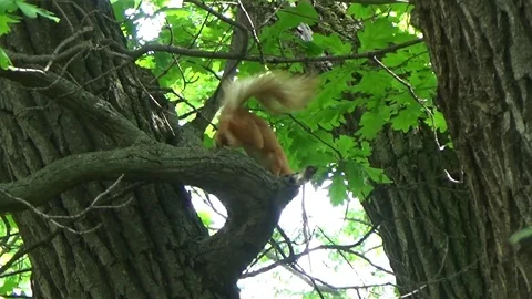 Squirrel runs down the tree Stock Footage 78694204