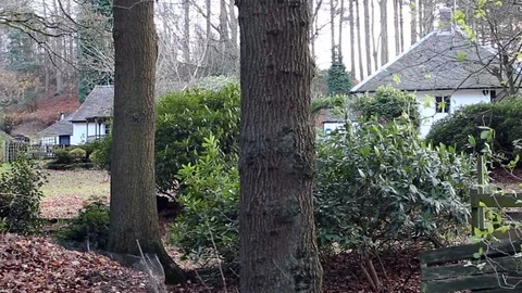 A squirrel runs down a tree in the garden of a cottage Stock Footage 85591895