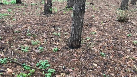 Squirrel runs in the forest Stock-Footage 112543019