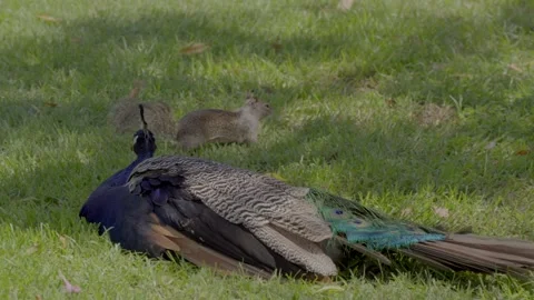 Squirrel runs in front of peacock 스톡 동영상 346263468
