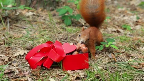 Squirrel runs to gift box with red bow takes nut and flees Stock Footage 314311017