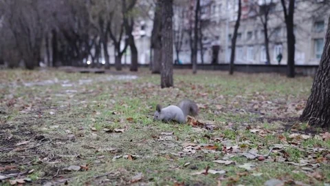 Squirrel runs grass in the city Stock Footage 82054042