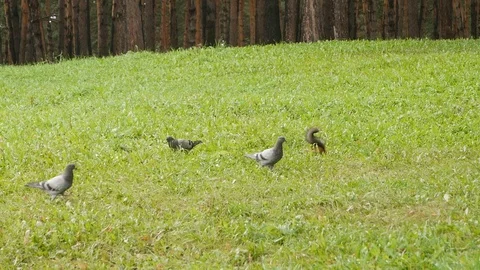 Squirrel runs on the grass. Pigeons in the grass Stock Footage 115332874