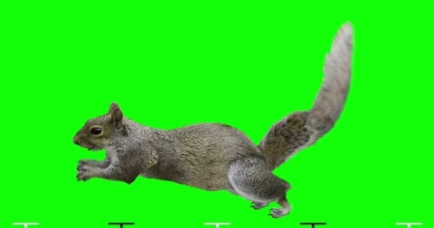 Squirrel runs. Green screen. Stock Footage