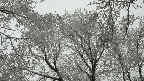Squirrel runs, jumps on a tree branch in winter forest. Stock Footage 147940365