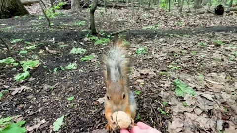 The squirrel runs to the man's hand to take the nut. Vídeos de archivo 277891700