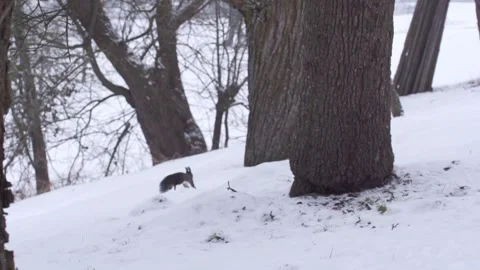 Squirrel runs with nut away in the snow Stock Footage 300368472