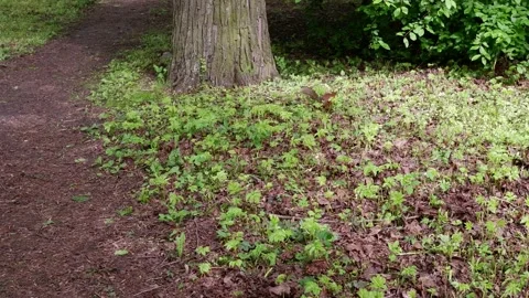 Squirrel runs in the park. 4k Stock Footage 154699638