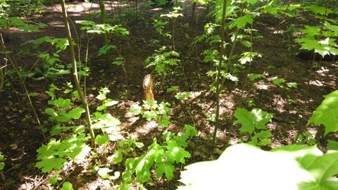 Squirrel runs in a park Stock Footage 131391647