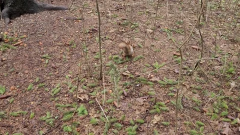 Squirrel runs in the park in spring 4k Video stock 179479555