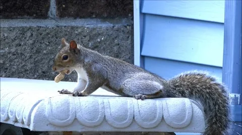 Squirrel runs off with peanut Stock Footage 42848694