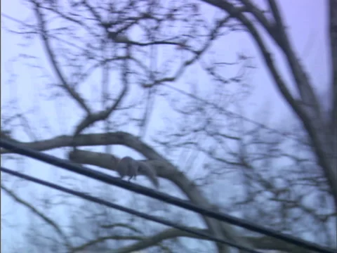 Squirrel runs on a telephone wire Stock Footage 2880476