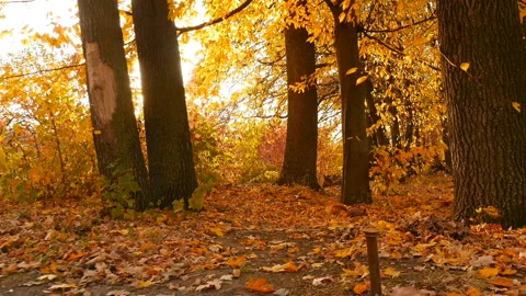Squirrel runs through the autumn forest. Sun's rays shine brightly through the Stock Footage 126298127
